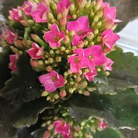 カランコエ,ベゴニアの画像