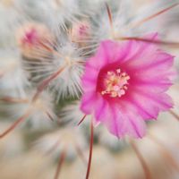 ボンビシナ,豊明丸,サボテン科,サボテンの花,サボテンの蕾の画像