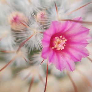ボンビシナ,豊明丸,サボテン科,サボテンの花,サボテンの蕾の画像