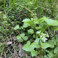 ミツバツツジ,ワサビ,桃の花,島らっきょう,岩タバコの画像