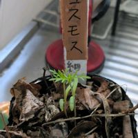 コスモス,実生苗の画像