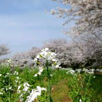 大根,ソメイヨシノ,大根の花の画像