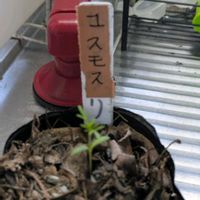 コスモス,実生苗の画像