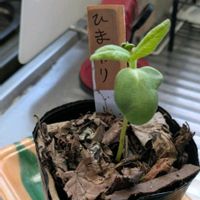 ヒマワリ,実生苗の画像