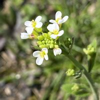 ナズナ,シロイヌナズナの画像