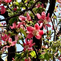 カリン,花のある暮らし,緑のある暮らし,iPhone撮影,ピンク❤︎ピンクの画像