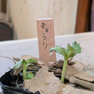 キュウリ,実生苗の画像