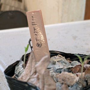 ミニトマト,実生苗の画像