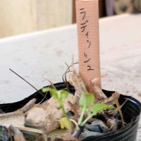 ラディッシュ,実生苗の画像