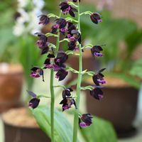 エビネ,京都府立植物園,今日のお花,昨年の写真,エビネ展の画像