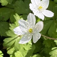 ニリンソウ,お花に癒されて❤️の画像