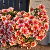 カリブラコア,キンギョソウ,ソメイヨシノ,今日の愛犬,とにかくGS 楽しもう！の画像