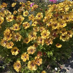 ラナンキュラス,花のある暮らし,ジャングル化計画,おうち園芸,庭の画像