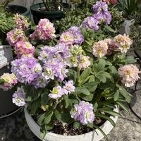 ストック,ガーデニング,花のある暮らし,花が好き,ガーデニング大好きの画像