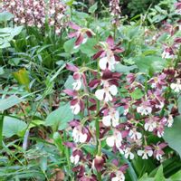 エビネ,エビネ,キエビネ,キエビネ,キケマンの画像