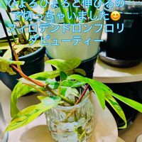 フィロデンドロン,フィロデンドロンフロリダビューティー,森林浴,熱帯植物,癒しの空間の画像