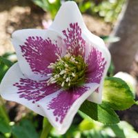 クリスマスローズ,ヒアシンス,芝桜,フレンチラベンダー,地植えの画像