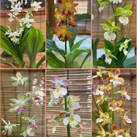 エビネ,ニオイバンマツリ,ハゴロモジャスミン,モッコウバラ,マサキの画像