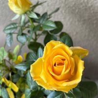 スイセン,バラ,ウンナンオウバイ,金曜キラキラの画像