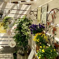 パーゴラ,カートマニージョークレマチス,ガーデニング,ガーデン雑貨,小さな庭の画像