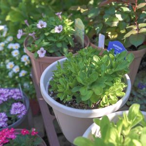 ペチュニア,サフィニアアート,サフィニアアート・ももいろハート,サントリー フラワーズの画像