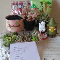 エビネ,オキナグサ,ヒマラヤユキノシタ,福寿草,バラと夢CLUBプレ企画当選♡の画像