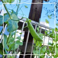 スナップエンドウ,日蔭の庭,隙間菜園,小さな庭の画像
