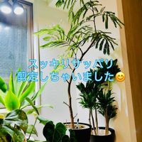 森林浴,熱帯植物,癒しの空間,剪定,植物を増やして地球に優しく❤️の画像