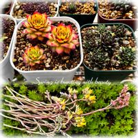 センペル,センペルビウム,グリーン錦,センペルビウム　ゴールドナゲット,多肉植物の画像