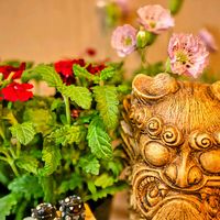 サクラ,バーベナ,シレネ・ユニフローラ,シーサーの日の画像