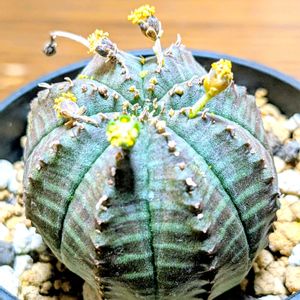 ユーフォルビア メロフォルミス,多肉植物,成長記録,癒し空間,おきにいりの画像