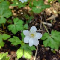 ニリンソウ,宿根草,開花の画像
