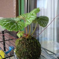ユキノシタ,苔玉,おおきくなったね♡,日々の成長を記録記録！^ ^,おうち園芸の画像