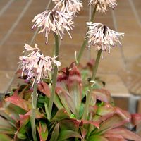 ショウジョウバカマ,イチゲ,二輪草,イワヤツデ,山野草の画像