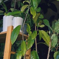 ゴムの木,イチジク,観葉植物,熱帯植物,フィカス属の画像