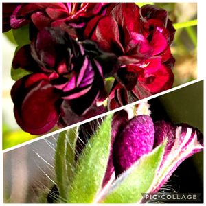 ゼラニウム,東北人花の会,和室の画像