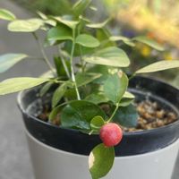 シルクジャスミン,月橘,ゲッキツ,シルクジャスミンの実の画像