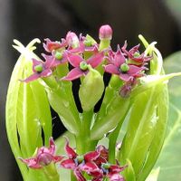 アオキ,アオキ,赤紫の花,木に咲く花,チーム・ブルーの画像