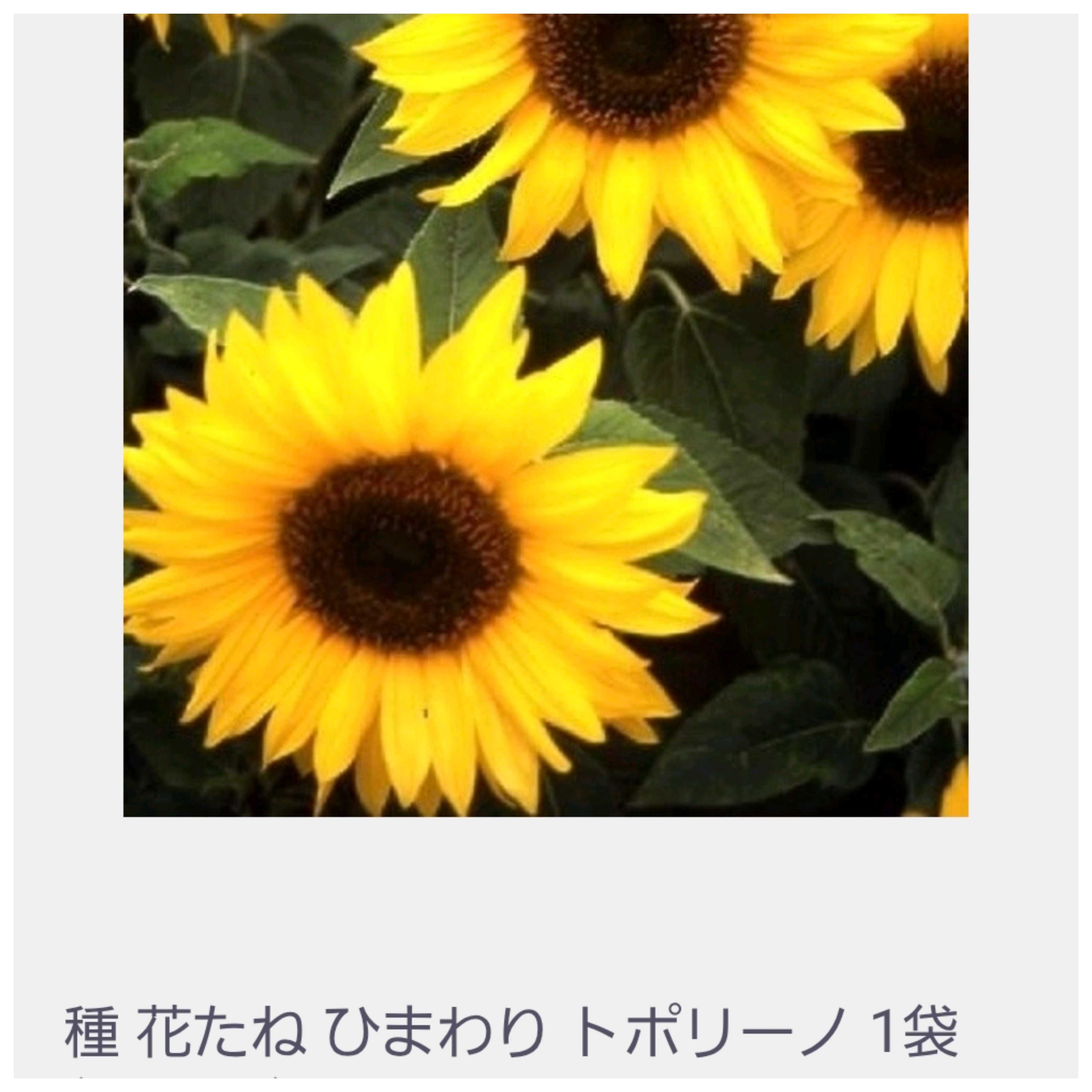 ひまわり②点 No.797 ➌2026種蒔きっ子ちゃん ひまわり② トポリーノ｜🍀GreenSnap
