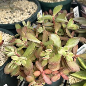 ガーデニング,ウッドデッキ,多肉箱,元気もんエケちゃん,元気もんアガベの画像