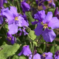 オオアラセイトウ,ムラサキハナナ,ムラサキハナナ,紫の花,中国原産の画像