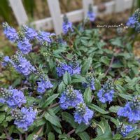 ベロニカ,ベロニカ プロストラータ ネスター,ベロニカ プロストラータ,多年草,お花のある暮らしの画像