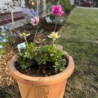 セントランサス・ローゼンロット,セントランサス・ローゼンロット,アネモネ　パボニナ,アネモネ　パボニナ,アネモネ　パボニナの画像