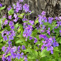 ムラサキハナナ,ムラサキハナナ,癒し,花のある暮らし,iPhone撮影の画像