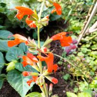 サルビア,サルビア,イトソマ,夏の花,多年草の画像