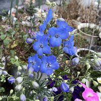 ストック,ノースポール,バージニアストック,フユシラズ,ペチュニアの画像