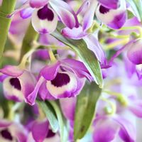 チューリップ,デンドロビウム,デンドロビウム,ヒヤシンス,ヒヤシンスの画像