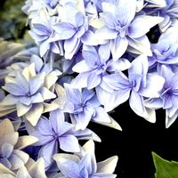 アジサイ,ハイドランジア　ダブルダッチ　エダム,紫陽花 ダブルダッチ エダム,紫陽花が好き♡,紫陽花大好きの画像