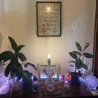 ゴムの木,観葉植物,アンティーク,緑のある暮らし,フィカス属の画像