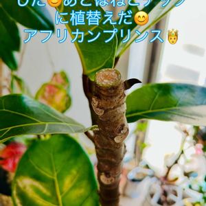 フィカス,フィカス アフリカンプリンス,森林浴,熱帯植物,フィカス属の画像